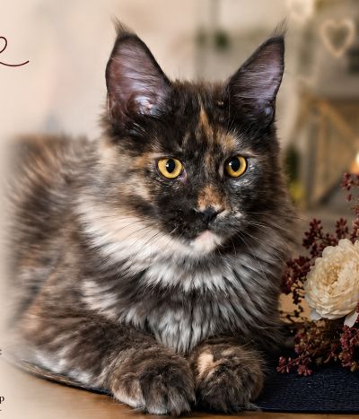 Cara vom stillen Waldsee – Maine Coon Katze, Blue Cream Tortie