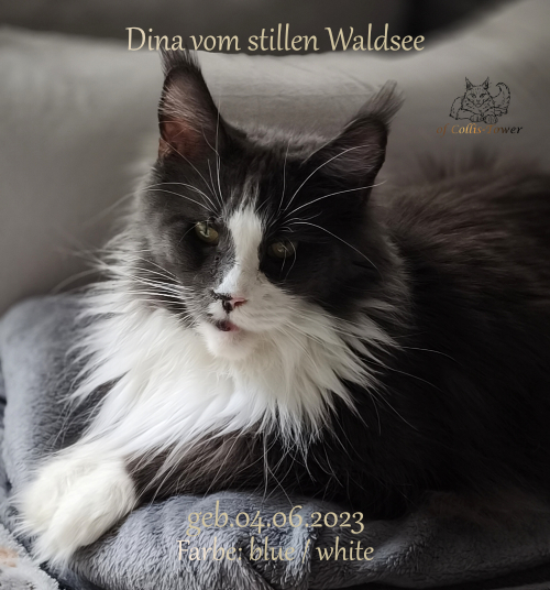 Dina vom stillen Waldsee – Maine Coon Katze in Blue White