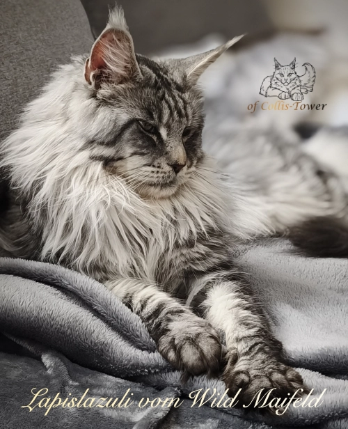 Lapislazuli vom Wild Maifeld – Maine Coon Zuchtkater, Black Silver Spotted Tabby