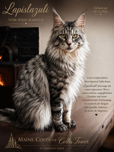 Lapislazuli vom Wild Maifeld – Maine Coon Kater, Black Silver Spotted Tabby